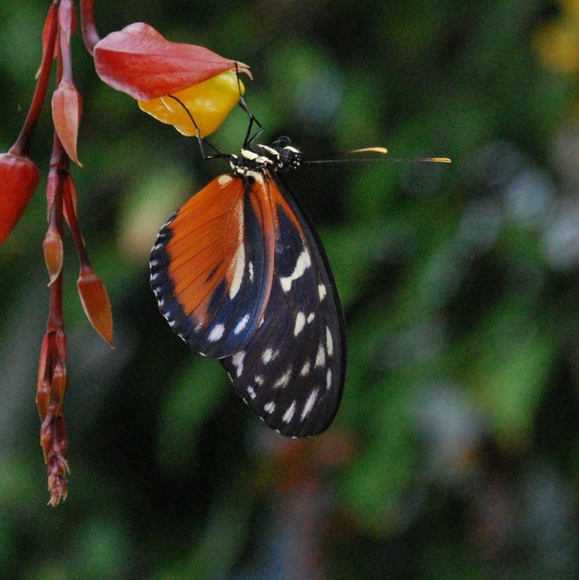 Meet your Posher, Melanie - Picture 3 of 4